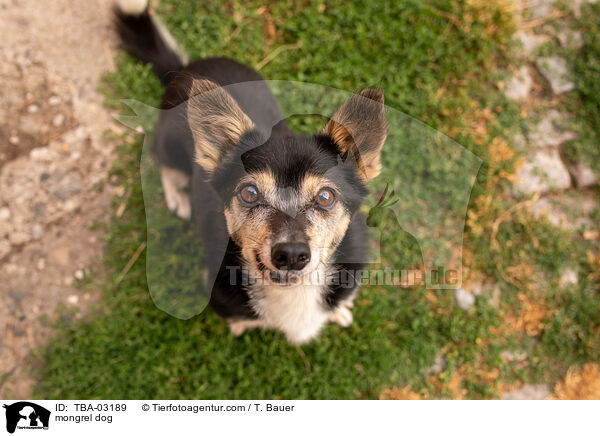 Mischling / mongrel dog / TBA-03189