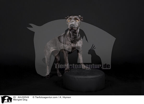 Mischling / Mongrel Dog / AH-09549