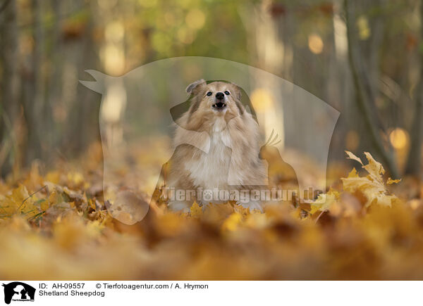 Sheltie / Shetland Sheepdog / AH-09557