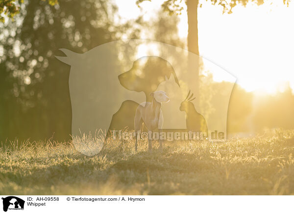Whippet / Whippet / AH-09558