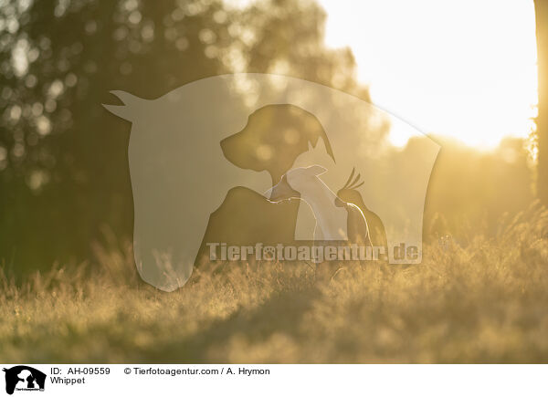 Whippet / Whippet / AH-09559
