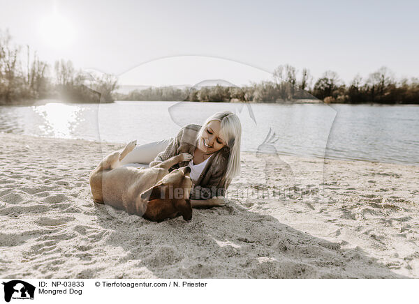 Mischling / Mongred Dog / NP-03833