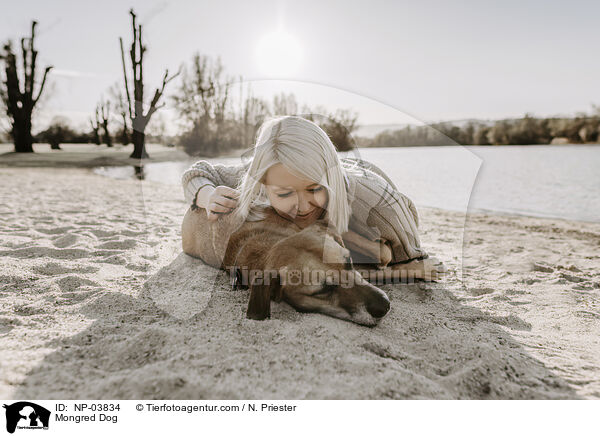 Mischling / Mongred Dog / NP-03834