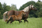 mare with foal