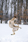 jumping dog