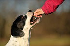 eating mongrel