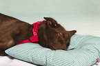 sleeping mongrel