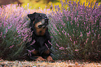 Rottweiler Mongrel in the heathland