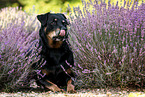Rottweiler Mongrel in the heathland