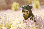 Rottweiler Mongrel in the heathland