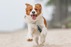running Mongrel