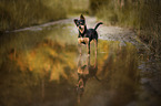 mongrel