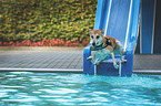jumping Mongrel