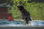 jumping Mongrel