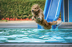 jumping Mongrel