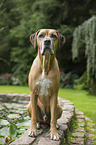 sitting Mongrel