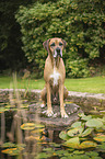 sitting Mongrel