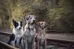 3 Dogs