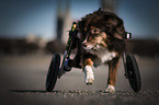 Mongrel with wheelchair