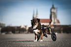 Mongrel with wheelchair