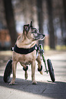 Mongrel with wheelchair
