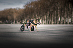 Mongrel with wheelchair
