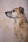 Mongrel portrait