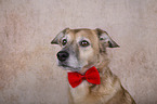 Mongrel portrait