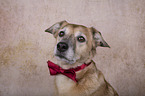 Mongrel portrait