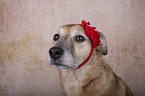 Mongrel portrait