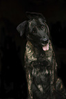 sitting Mongrel