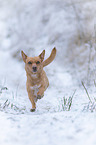 running Mongrel