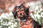 Mongrel portrait