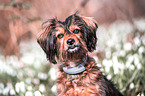 Mongrel portrait