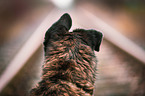 Mongrel portrait