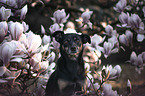Mongrel portrait