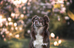 Mongrel portrait