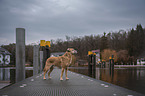 standing Mongrel