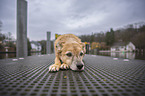 lying Mongrel