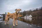 standing Mongrel