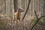 standing Mongrel