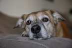 Mongrel