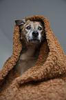 Mongrel portrait