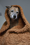 Mongrel portrait