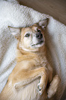 lying Mongrel