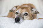 lying Mongrel