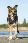 walking Mongrel