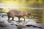 Mongrel in the water