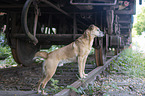 standing Mongrel