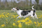 Mongrel on a flower meadow